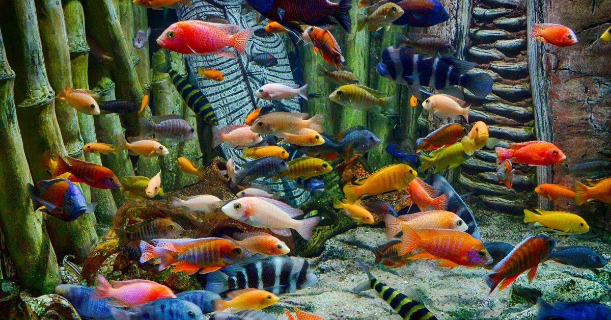 Looking to Fill Your Freshwater Aquarium? Consider These Popular Fish